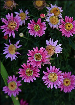 Pink & Yellow Flowers