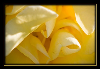 Canary Yellow