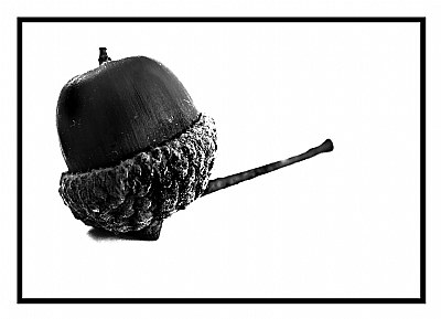 Acorn.