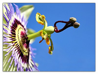 Passion Flower