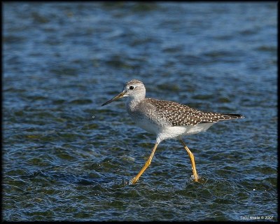 Lesser Yellowlegs