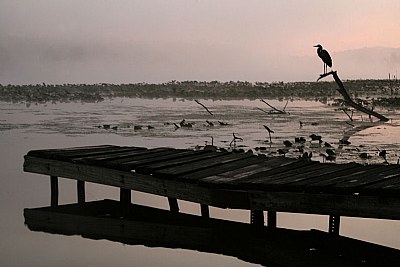 Heron, Dock & Mist