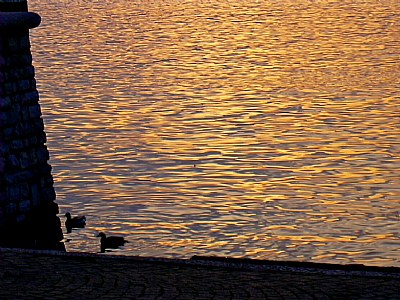 Ducks in the sunset on the lake