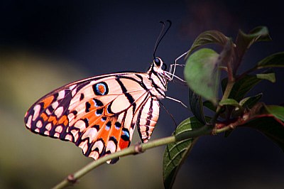 *fly*