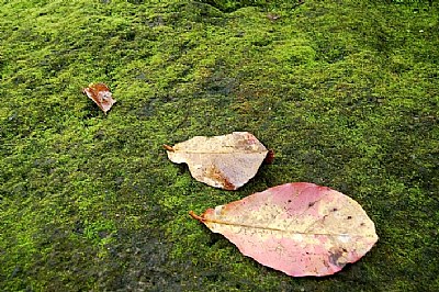 Moss & Leaves