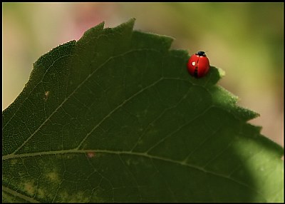 On The Edge