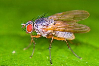 Fly Tachinidae 2