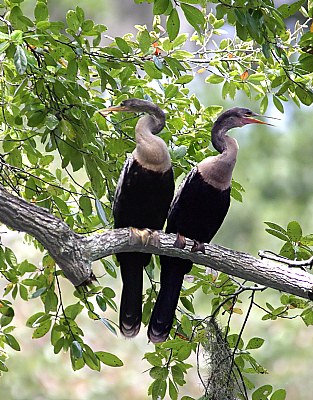 Two Anhingas