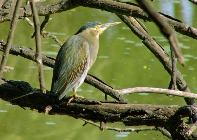 Little green heron