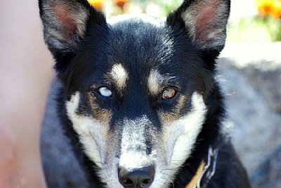 Saska