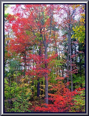 Edwards Gardens Autumn II