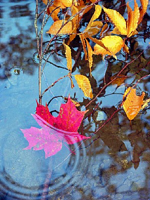Wilket  Creek Autumn  Reflections
