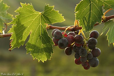 Time to grape harvest (2)