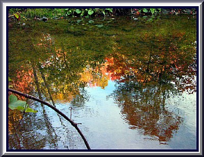 Wiket  Creek Autun  Reflections