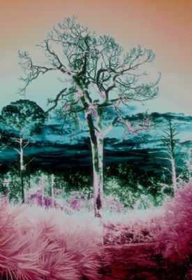 Trees & Clouds[photo art]