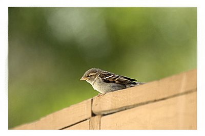 Perching Sparrow