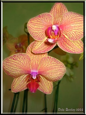 Orchid Beauty