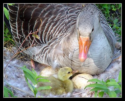 Mother Goose.