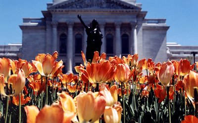 Tulips at Madison