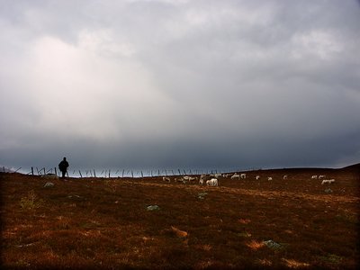 man among reindeer