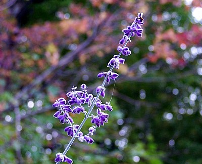 Last Flowers of Fall