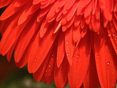 Wet Flower 