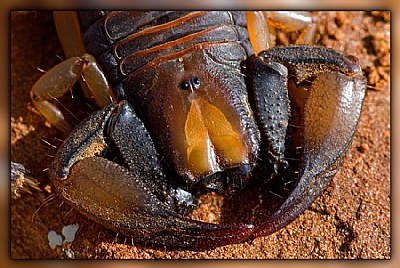 Scorpion stare