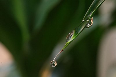 drops