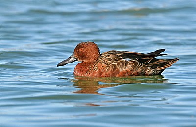 Cinnamon Teal