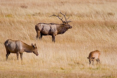 Bull Elk watching his harem and calves.