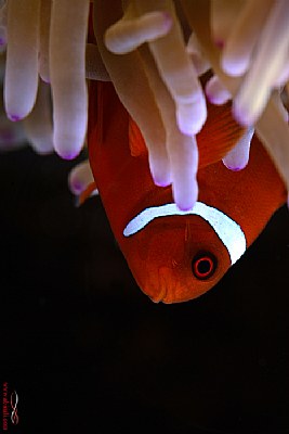 marrone clownfish