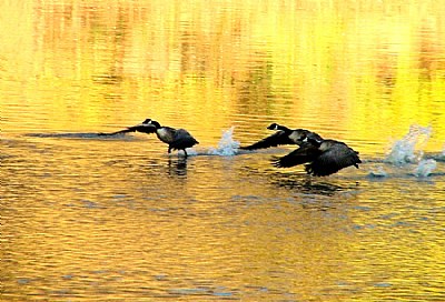 Fall Geese