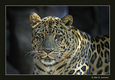 Amur Leopard (d1654)