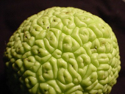 Brain Fruit