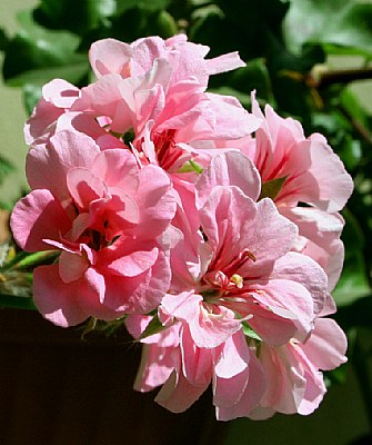 Geranium