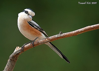 masked shrike