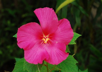 Large Hibiscus