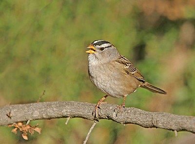 White-crowned Sparrow