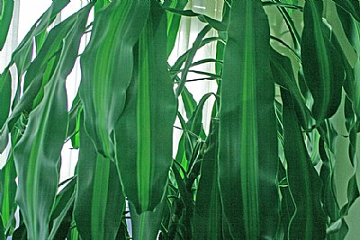 Indoors Plant