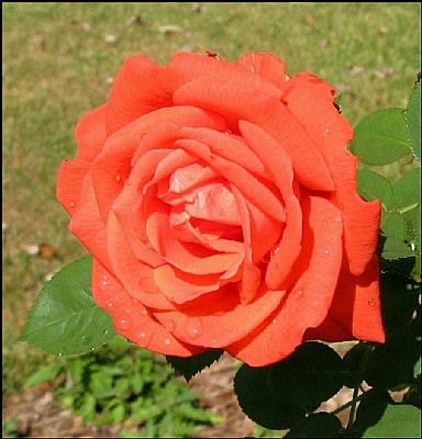 Red rose with dew