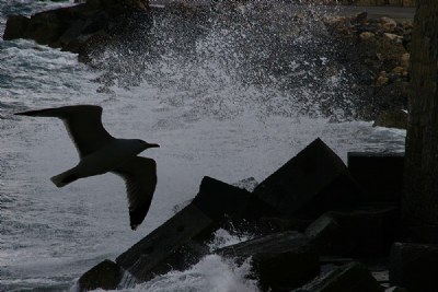 WaveGull