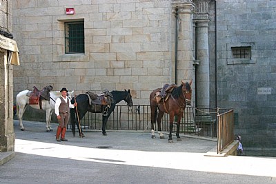Man looking after horses