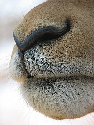 Sand grains...