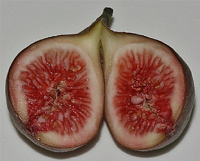 fresh fig 2