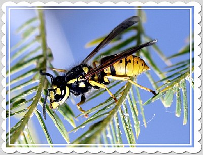 *Wasp on a leaf*