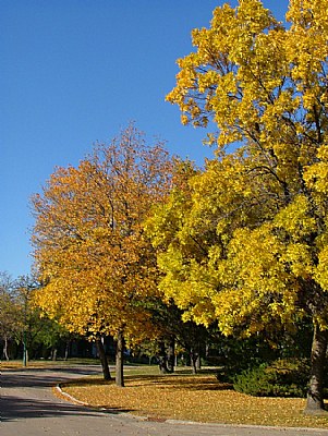 Winnipeg in the Fall