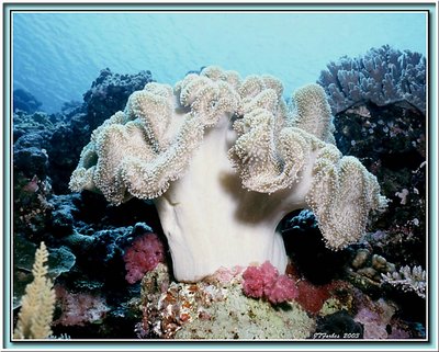 Soft Coral of Truk Lagoon