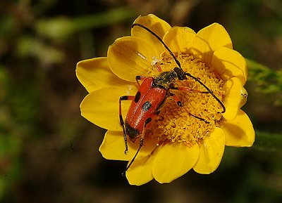 Happy Bug