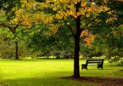 Warm Autumn In The Park