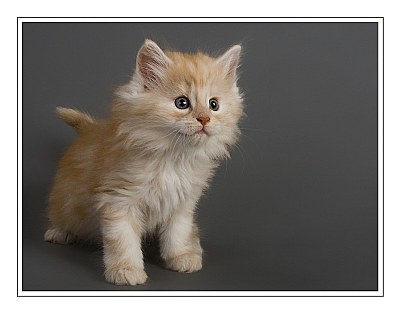 =^..^=